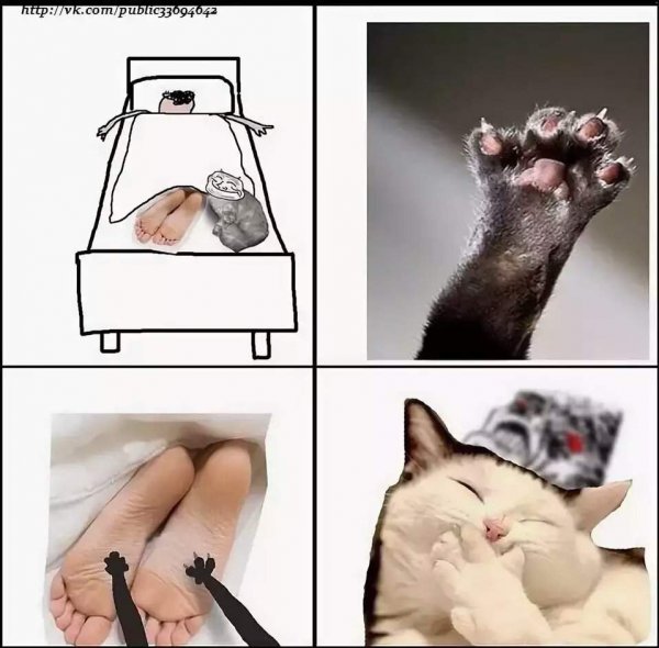 Мемы про котов