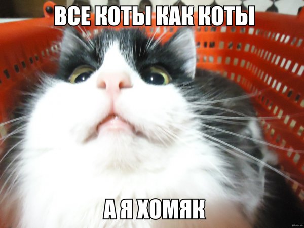 Смешные котики мемы
