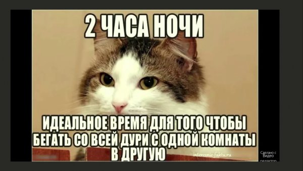 Прикольные мемы с котом