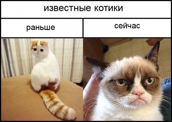 Мемы про животных
