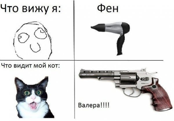 Мемы про котов