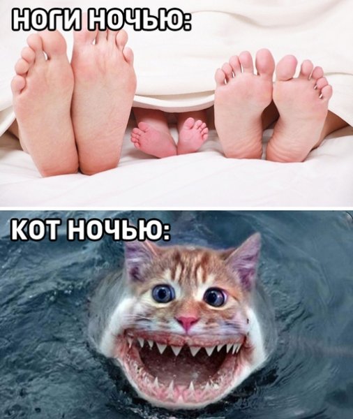 Котики демотиваторы смешные до слез