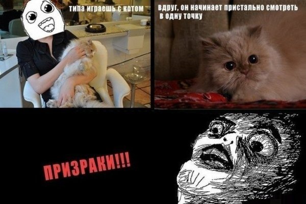 Классные мемы с котами
