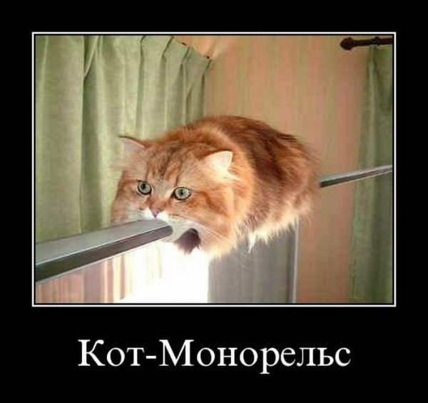 Мемы с котиками без надписей