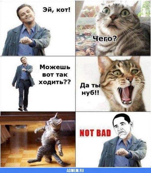 Котики приколы мемы