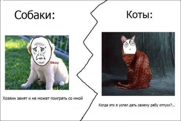 Кот подзаряжается