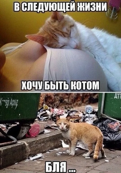 Мемы про котэ