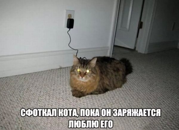 Прикольные мемы с котом