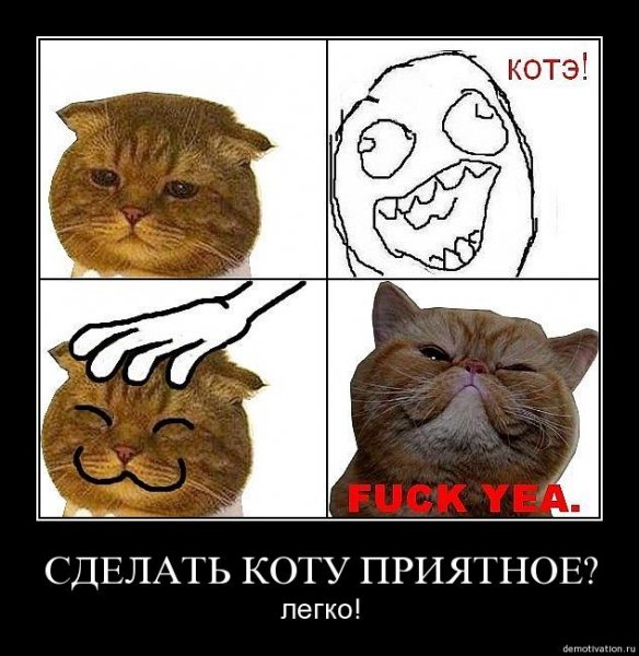 Мемы про котов до слез