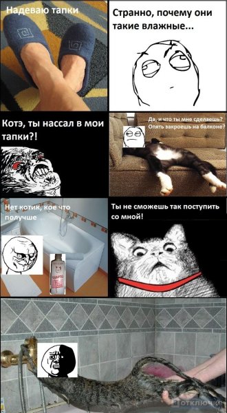 Мемы с котами и надписями