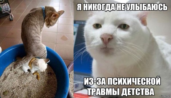 Мемы про котов