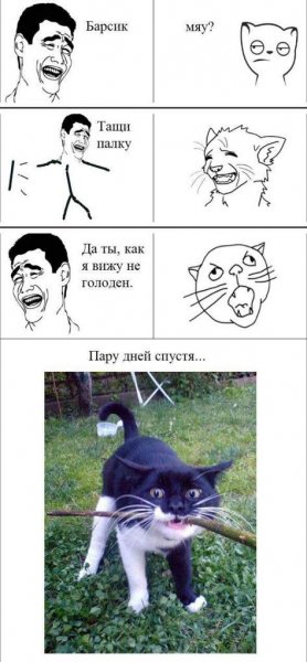 Кот ожидание и реальность