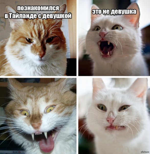 Как выглядит мемы про котов