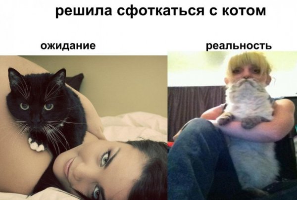 Самые известные мемы с котами