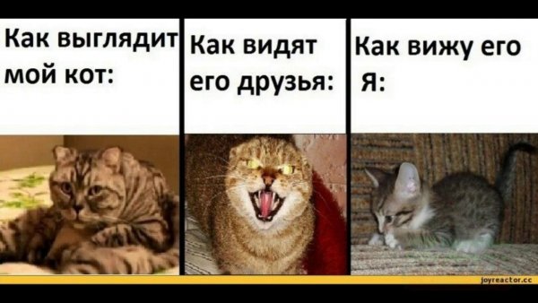Коты с мемами без матов
