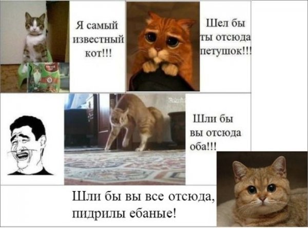 Мемы с котятами