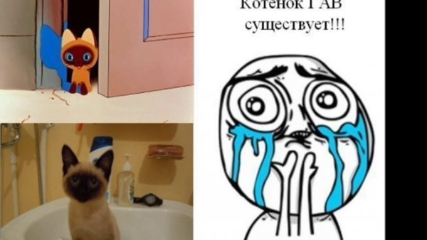 Смешные мемы про котов