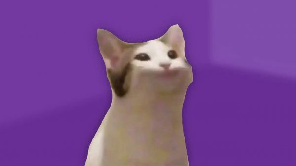 Кот Мем