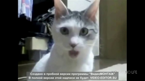 Удивленный кот с открытым ртом