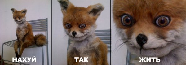 Мем с птицей так блэт