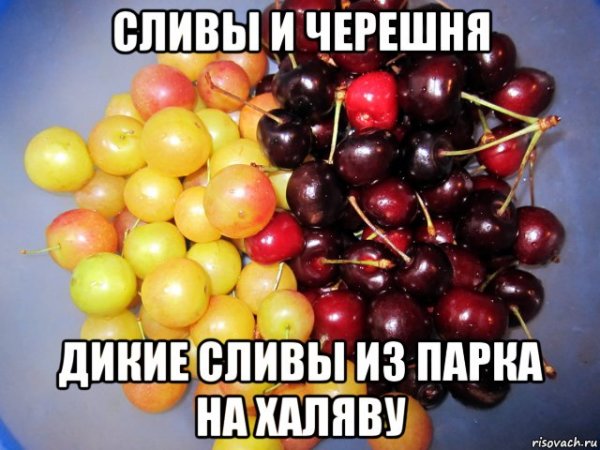 Слива Мем