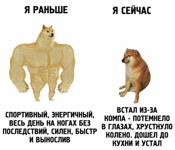 Собаки раньше собаки сейчас
