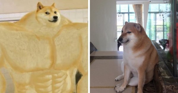 Накаченный Шиба ину