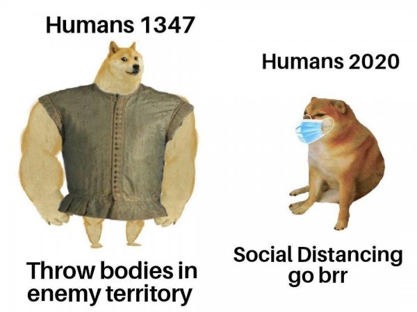 Собака Мем 2020