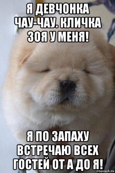 Зойка Мем