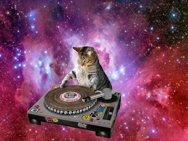 Дж Кэт