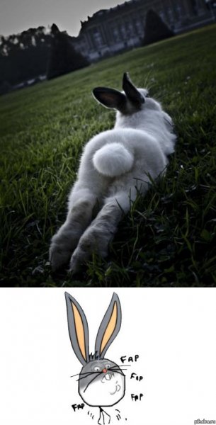 Заяц с вытянутым лицом