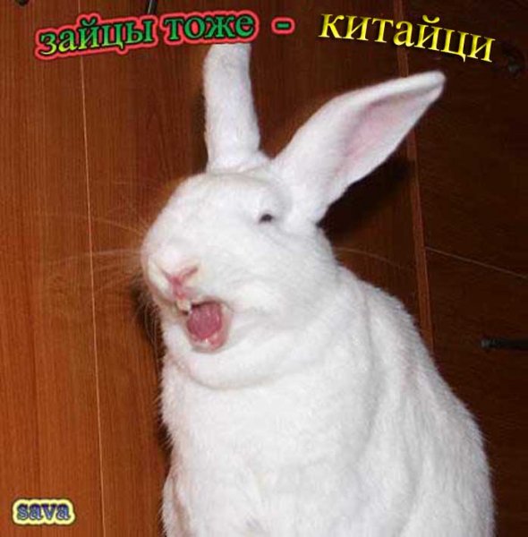 Мем кролик с вытянутым