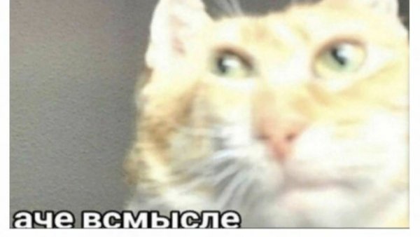 А че всмысле кот