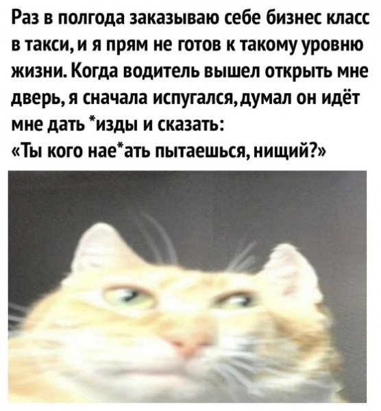 Всмысле Мем кот