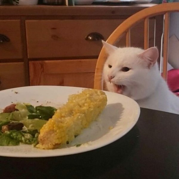Мем с котом за столом
