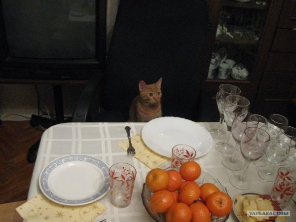 Мем с котом за столом