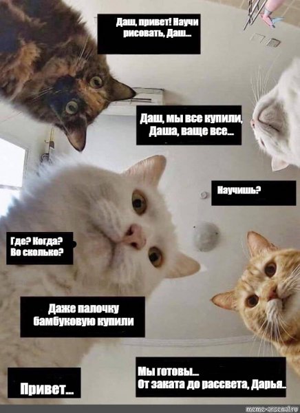 Привет Даша Мем