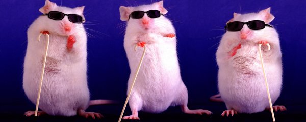 Гамбол и Дарвин