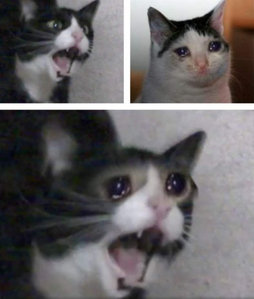 Мемы с орущими котами