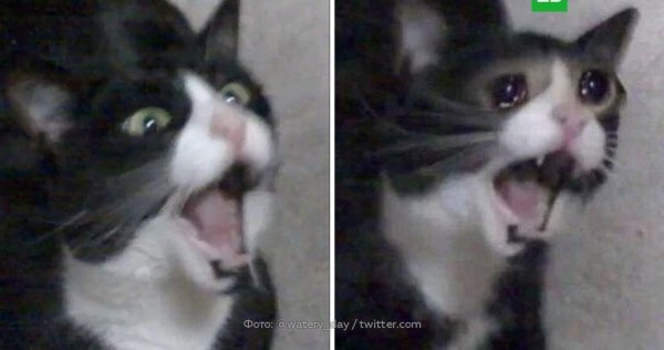 Плачущий кот