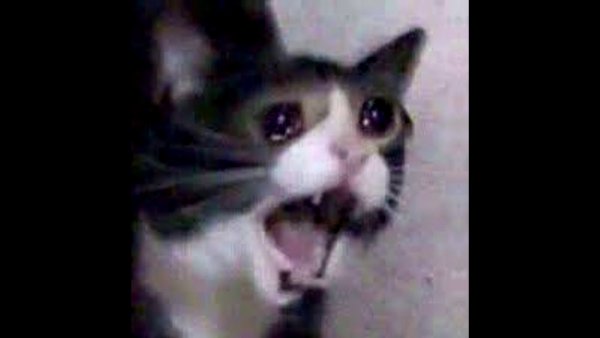 Кот плачет Мем