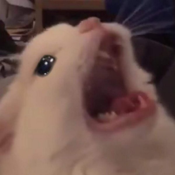 Орущий белый кот Мем