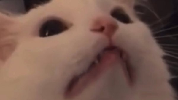 Плачущий белый кот