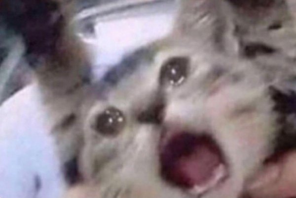 Кричащий Плачущий кот