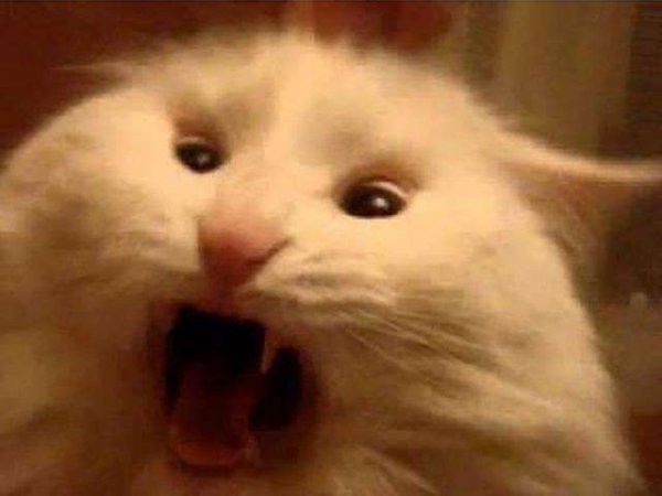 Орущий кот Мем