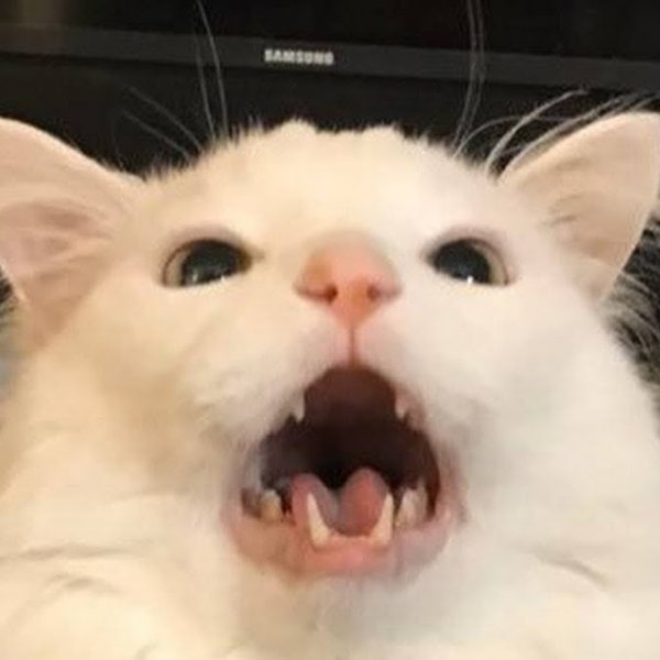 Орущий кот Мем