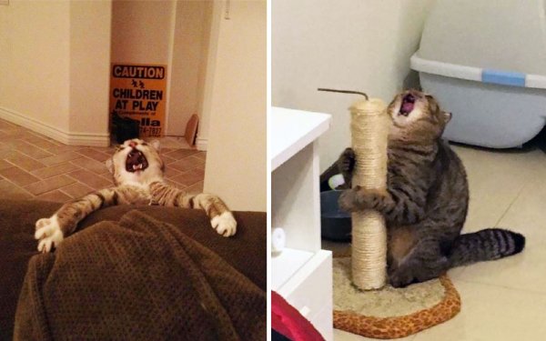 Орущий кот с когтеточкой