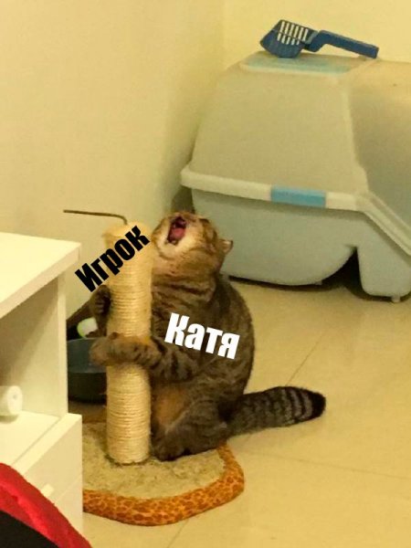 Кот и когтеточка Мем