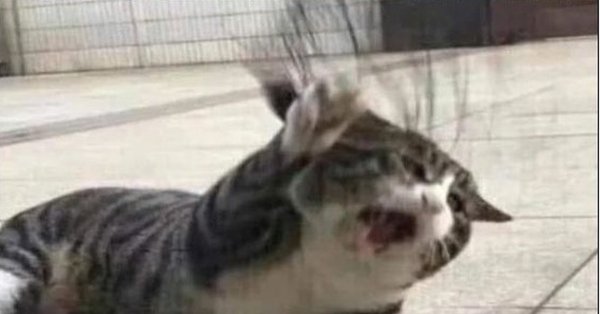 Кот плачет и бьет лапой