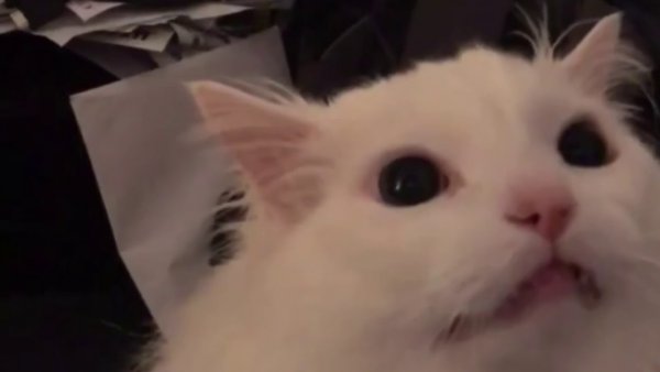 Кричащий белый кот